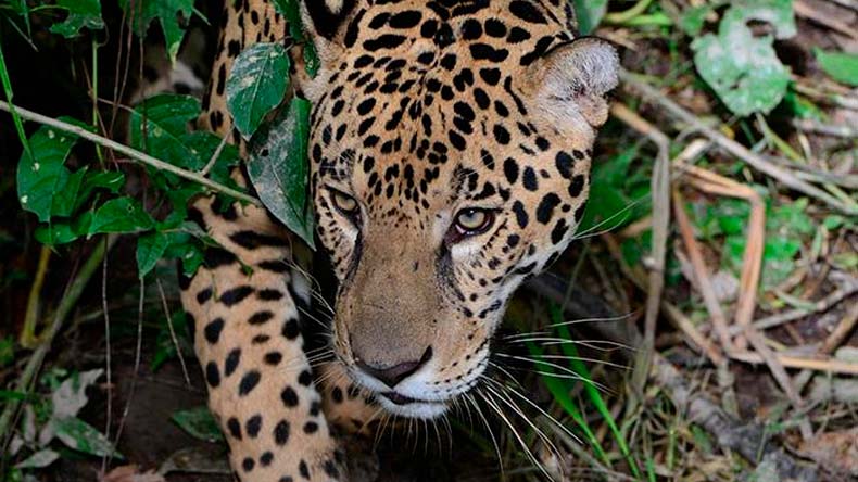 Jaguar en la Guajira