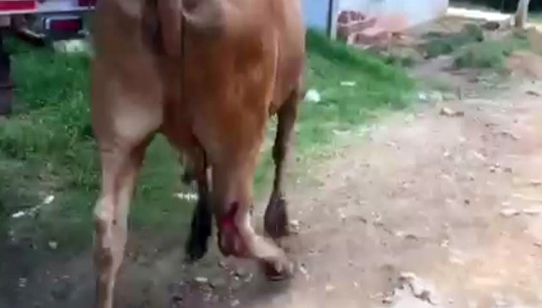 machetazo a vaca