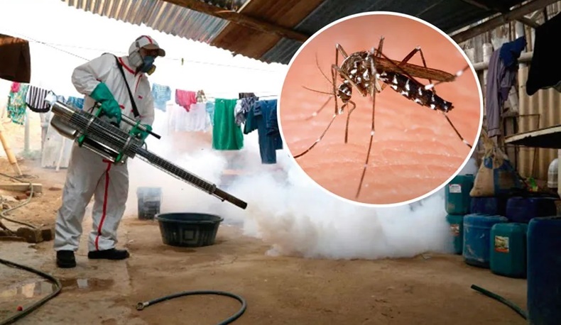 El dengue tol