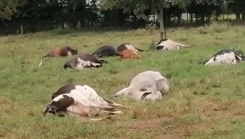 Vacas en Caquetá